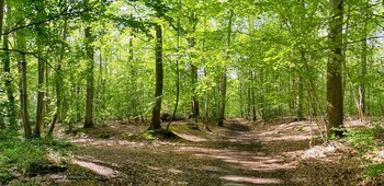 Les marcheurs du mercredi