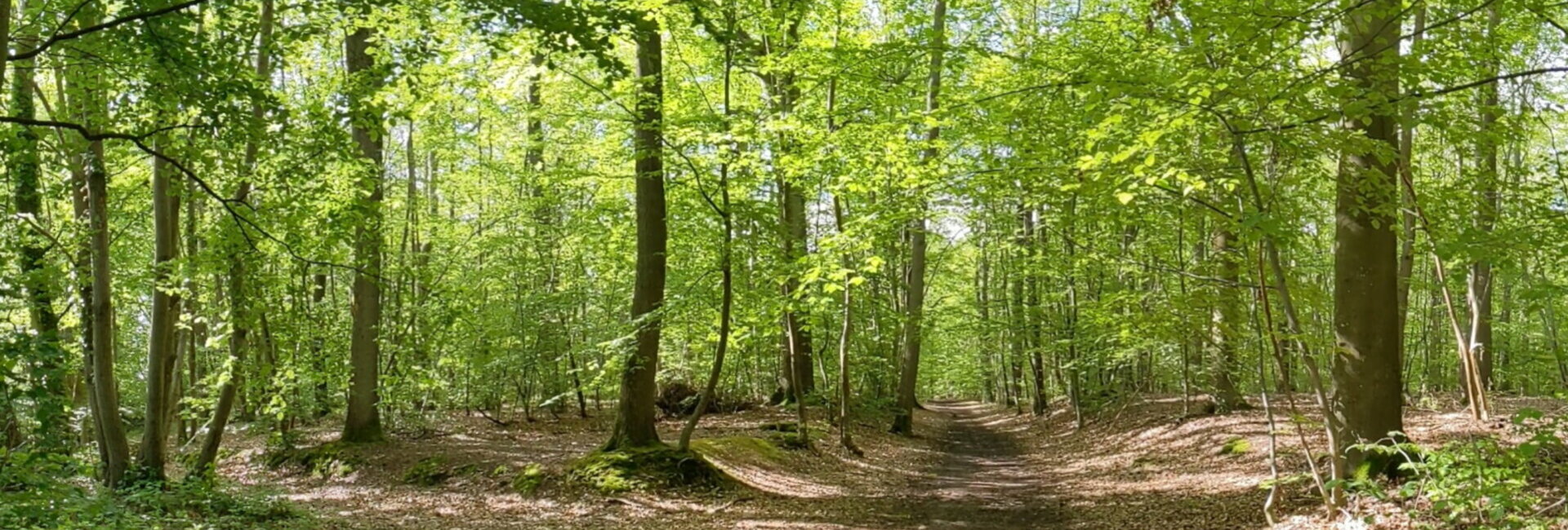 Location salle des fêtes